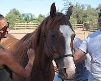 fully-trained-gelding