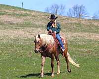 palomino-see-pics-horse