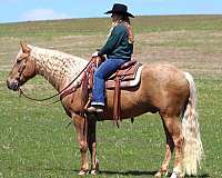 family-quarter-horse