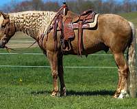 trail-quarter-horse