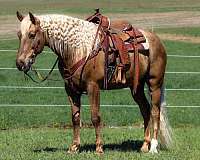 all-around-quarter-horse