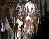 creeks-appaloosa-horse