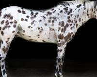 done-it-all-appaloosa-horse