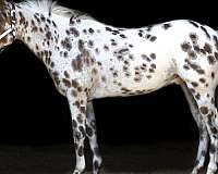 flashy-gelding-appaloosa-horse