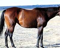 trail-thoroughbred-horse