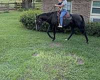 barrel-racing-quarter-horse