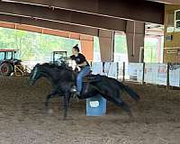 black-quarter-horse