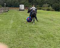 paint-tennessee-walking-horse