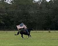 kid-safe-tennessee-walking-horse