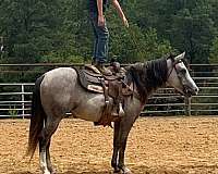 gentle-trail-pony