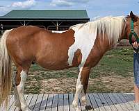 paint-gelding