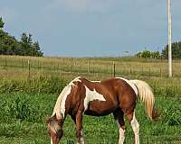 paint-pony-gelding