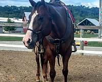 quarter-horse-for-sale