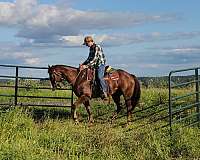 beginner-gelding