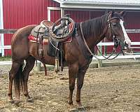 ranch-work-gelding