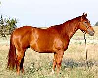 all-around-quarter-horse