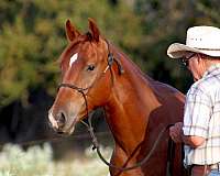 cowboy-mounted-shooting-quarter-horse