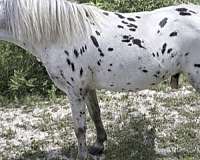 show-appaloosa-spotted-horse