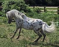 black-appaloosa-spotted-horses-for-sale