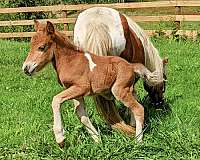 appaloosa-spotted-stallion