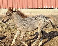 appaloosa-spotted