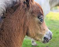 miniature-horse