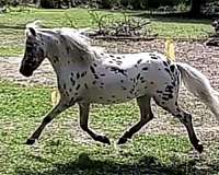 black-appaloosa-spotted-stallion