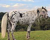 amhr-appaloosa-spotted-stallion