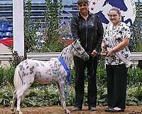 amhr-appaloosa-spotted-horse