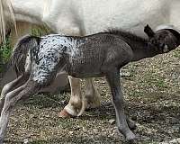 black-appaloosa-spotted