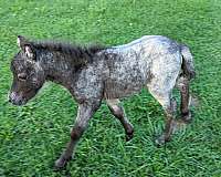 champion-appaloosa-spotted-horse