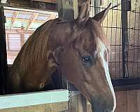 dressage-saddlebred-horse