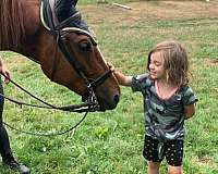 hunter-under-saddle-saddlebred-horse