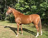 endurance-saddlebred-horse