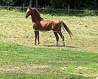 sport-saddlebred-horse