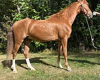 hunt-seat-equitation-saddlebred-horse