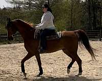 western-pleasure-saddlebred-horse