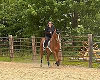 western-dressage-saddlebred-horse