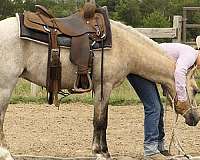 beginner-welsh-pony