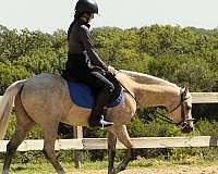 dressage-welsh-pony