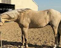 english-pleasure-welsh-pony