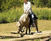 hunter-jumper-welsh-pony