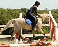 jumping-welsh-pony