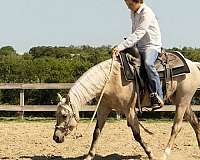 trail-riding-welsh-pony