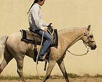 trail-welsh-pony