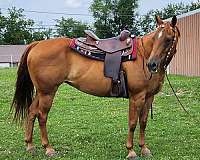 chestnut-steer-wrestlin-horse