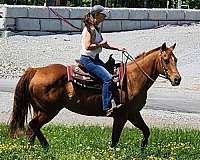 steer-wrestlin-horse