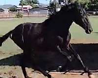 champion-dressage-iberian-horse