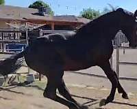 champion-dressage-warmblood-horse