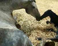 bay-black-iberian-colt